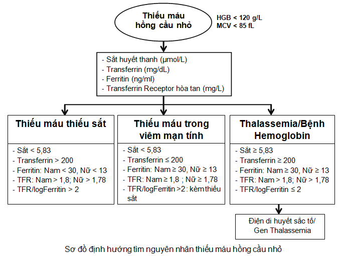 Chẩn Đoán Thiếu Máu Thiếu Sắt: Hướng Dẫn Toàn Diện và Hiệu Quả