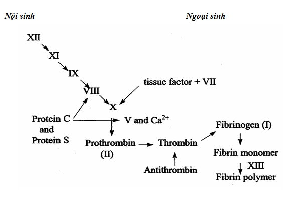 Tìm hiểu cơ chế đông cầm máu trong hoạt động xét nghiệm